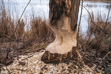 Fraßspuren eines Bibers an einem Baum