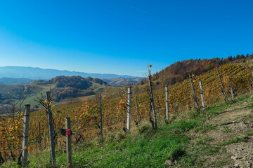 Rows of golden vines cascade down rolling hills, Ratsch an der Weinstrasse, Styria, Austria. Picturesque vineyard landscape dotted with charming houses in autumn. Scenic beauty of Styrian wine region