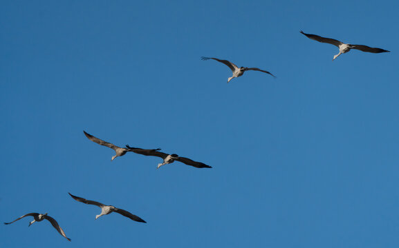 Sandhill cranes flying in formation against blue sky