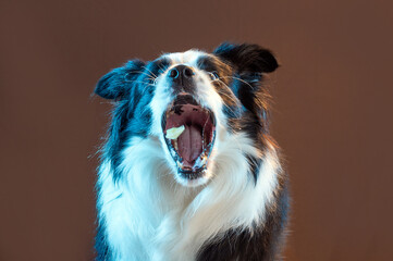 dog catching food in the air