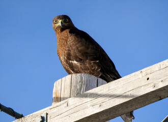 Common buzzard perched on wooden post against blue sky