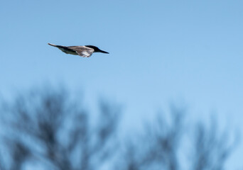 Belted kingfisher flying in a clear blue sky