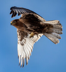 Broad-winged hawk soaring gracefully in the vast blue sky