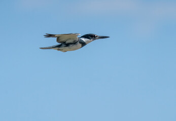 Belted kingfisher flying in a clear blue sky