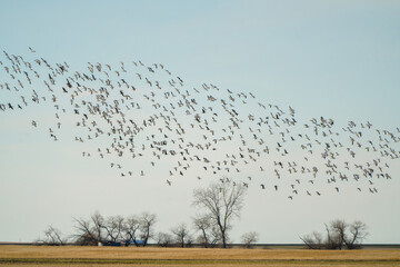 Large flock of snow geese flying over farmland