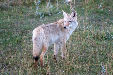 Coyote standing in short grass prairie and looking back