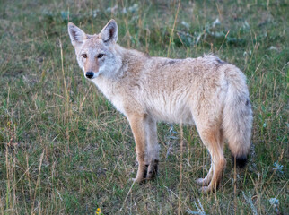 Coyote standing in grassy field looking at camera