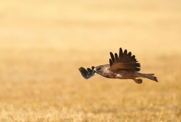 Red-shouldered hawk gliding over golden field
