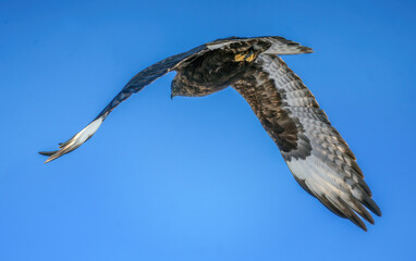 Rough-legged buzzard flying in a clear blue sky