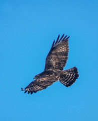 Common buzzard gliding through the vibrant blue sky