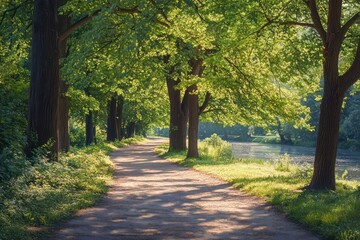 Naklejka premium A Peaceful Dirt Path Leads Through A Lush Green Forest