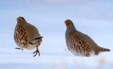 Grey partridges running on snow in winter