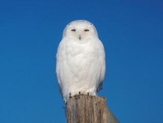 Snowy owl perching on wooden post against blue sky