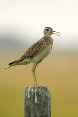 Upland sandpiper perched and singing on a wooden post