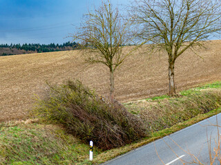 Baumschnitt entlang einer Landstrasse - obrazy, fototapety, plakaty