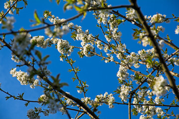 blossoming cherry tree