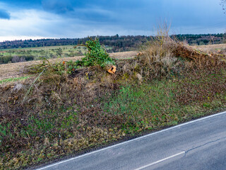 Baumschnitt entlang einer Landstrasse