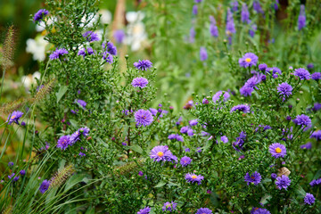 Obraz premium Purple, flowers and garden in nature for growth, decoration and blossom for botany. New England aster, bloom and floral plants for ecology, sustainability or eco friendly wallpaper with color outdoor
