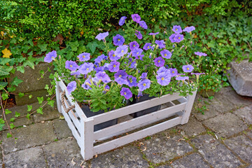 Flowers, vase and nature in garden outdoor with decoration, sustainability and plants growth. Botanical, blooming and colourful nierembergia, summer season and eco friendly of maintenance in backyard