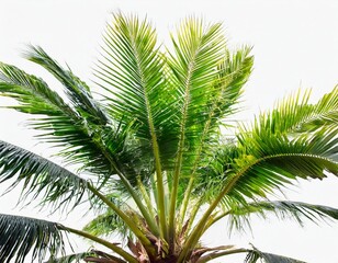 Tropical Green Plant: Isolated with Clipping Path on White