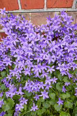 Flowers, nature and garden with growth for summer, background and morning outdoor. Dalmation bellflower, brick wall and floral ecology for plants, bush landscape or calm botanical park environment