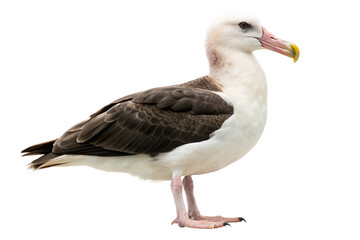Obraz premium Regal albatross with white and dark brown plumage, standing confidently. PNG format