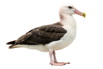 Regal albatross with white and dark brown plumage, standing confidently. PNG format