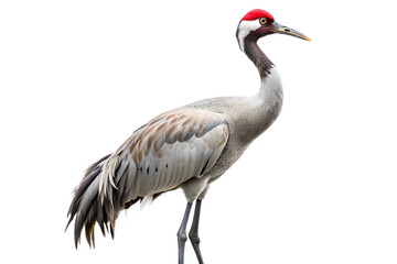 Obraz premium Graceful crane with long slender legs and striking red crown, standing tall. PNG format