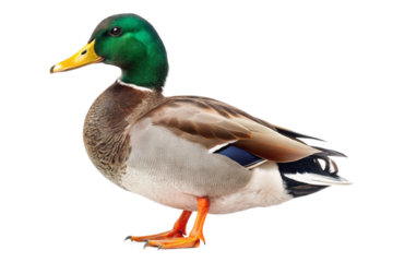 Handsome drake with shimmering green head, rich brown body, and bright orange feet, standing confidently. PNG format