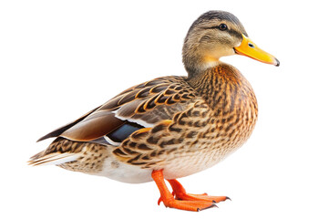 Obraz premium Charming duck with brown-speckled feathers, bright orange feet, and a gentle gaze. PNG format