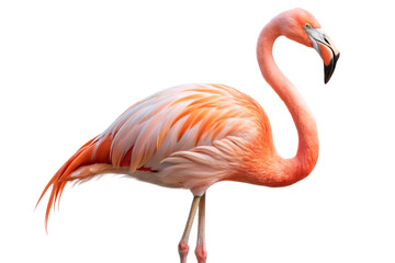 Fototapeta premium Graceful flamingo with vibrant pink and orange feathers, long curved neck, and slender legs, standing elegantly. PNG format