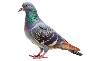 Side profile of a pigeon with colorful iridescent feathers and red eyes, standing elegantly. PNG format