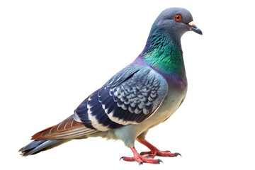 Obraz premium Rock pigeon with iridescent green and purple feathers, standing tall. PNG format