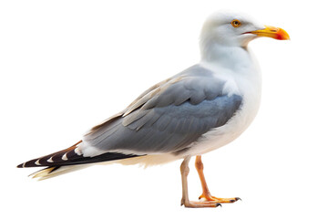 Obraz premium Elegant seagull with white and grey feathers, bright yellow beak, and sharp eyes. PNG format