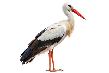 Graceful white stork with a long red beak and legs, standing elegantly. PNG format
