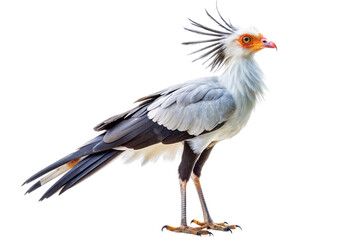 Fototapeta premium Striking secretary bird with unique head feathers and long legs, sharp gaze. PNG format