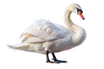 Graceful white swan with an elegant curved neck. PNG format