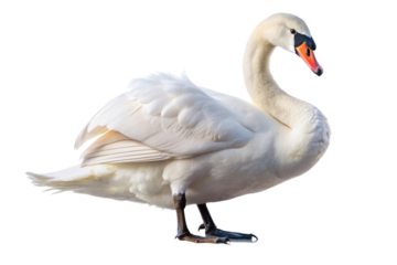 Graceful white swan with an elegant curved neck. PNG format