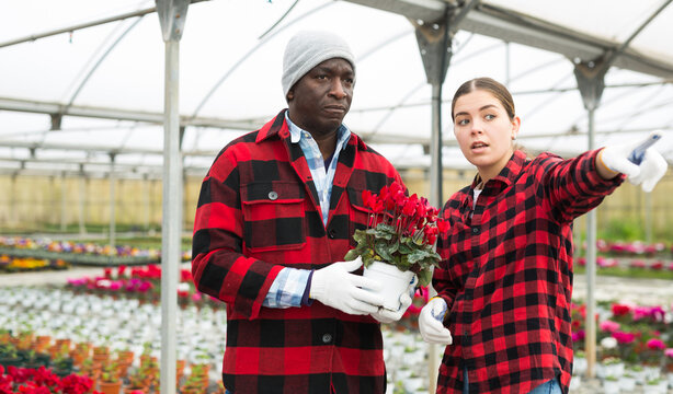 Young woman standing in a greenhouse emotionally discusses work issues with an african american man colleague holding a ..cyclamen in a pot