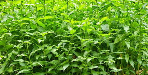 Garden, outdoor or jute plant in nature for botanical environment and farming growth. Meadow,...
