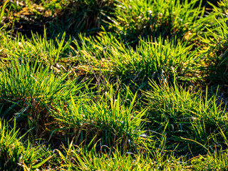 Wiese mit Grasbüscheln