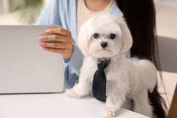 Obraz premium Young woman sitting at workplace with her white Bolognese dog in tie and laptop in stylish office