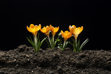 Obraz premium Crocus flowers burst through soil in a vivid display of spring beauty