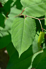 Japanese knotweed leaves