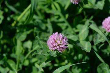 Red clover flowers