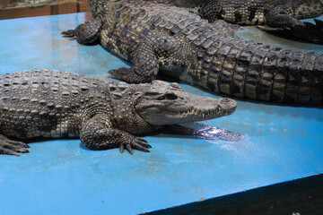 Crocodiles resting on a blue surface indoors