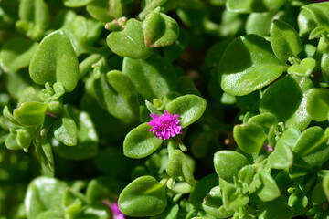 Baby sun rose flower
