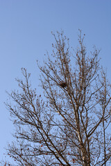 London plane branches in spring
