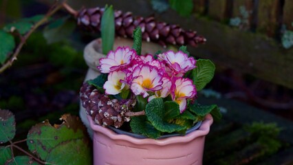 Eine rosa Primel im Topf im Garten. Gartendeko.