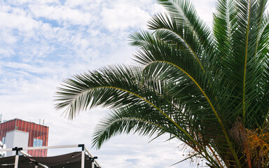 green palm leaves pattern, leaf closeup isolated against blue sky with clouds. coconut palm tree brances at tropical coast, summer beach background. travel, tourism or vacation concept, lifestyle